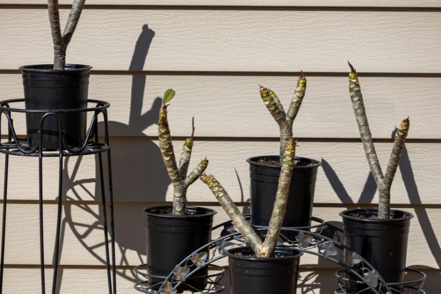 A group of frangipani cuttings in black nursery pots