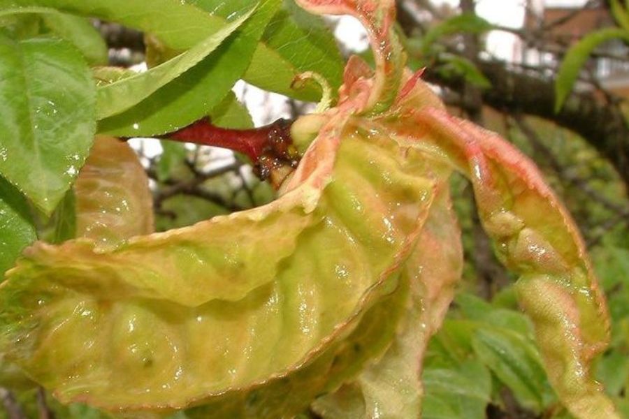 Distorted, puckered and blistered leaf caused by the fungal disease, Peach Leaf Curl