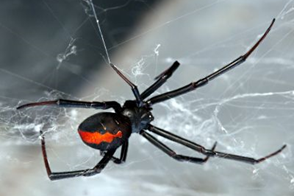 Redback Spider Control in Your Home & Garden