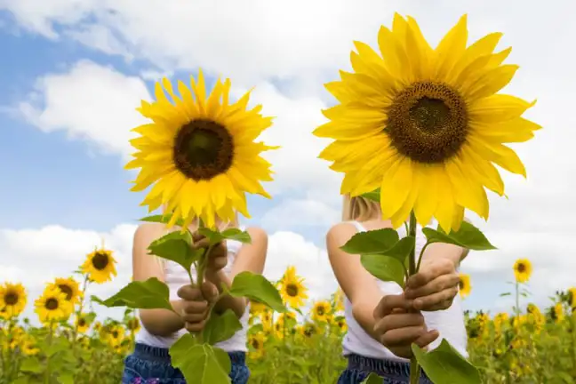 Two children holding sunflowers