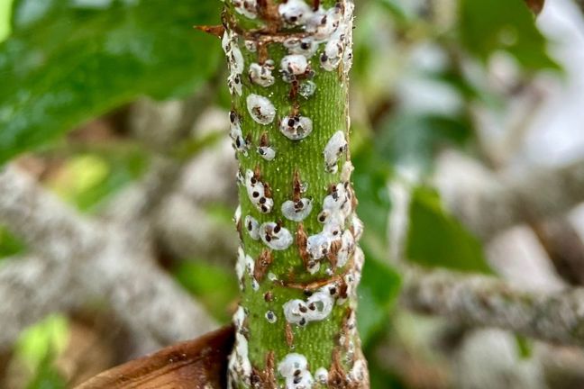 How to Care for Your Roses in Winter | Yates Australia