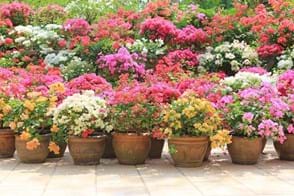 A colourful mix of dwarf bougainvilleas growing in pots