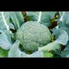32560_Yates Broccoli Shogun Winter Harvest_lifestyle1_41ar3i.jpg (2)