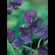 38823_sweet-pea-blue-reflections_1_result.jpg (1)