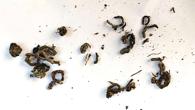 Snail Poo Faeces 800X451px LS