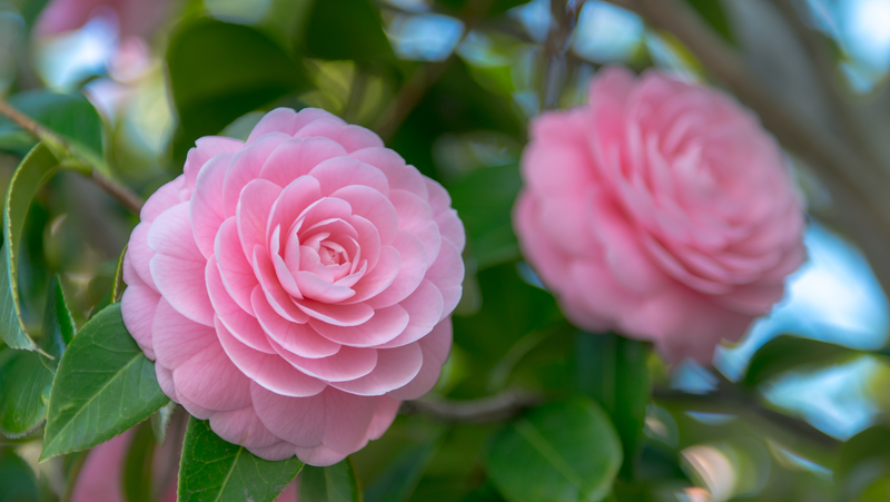 Pink Japonica Camellia