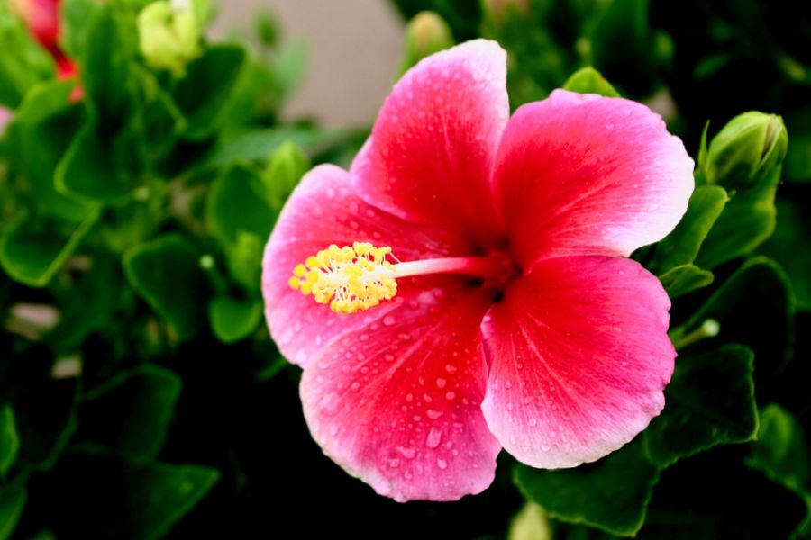 Close up of Hibiscus flower