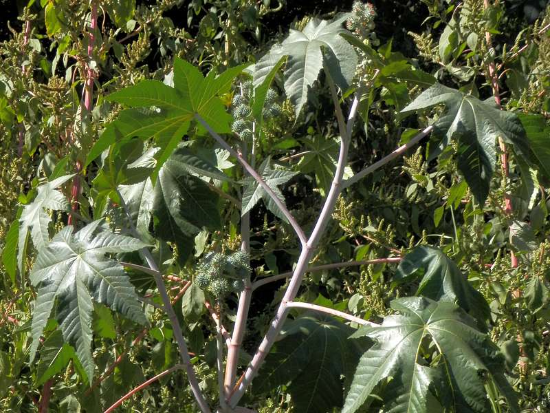 Castor Oil Plant in fruit