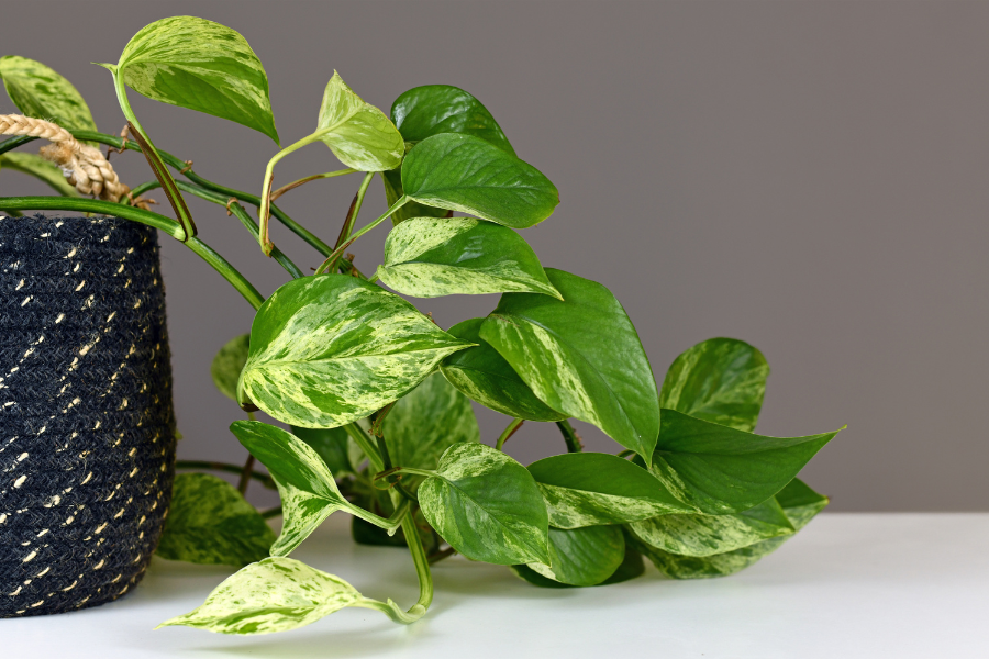 Devil's Ivy Pothos Indoor Plant