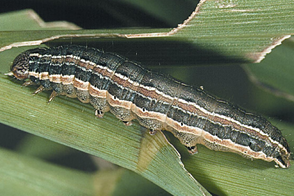 Lawn Armyworm Control in Your Lawn