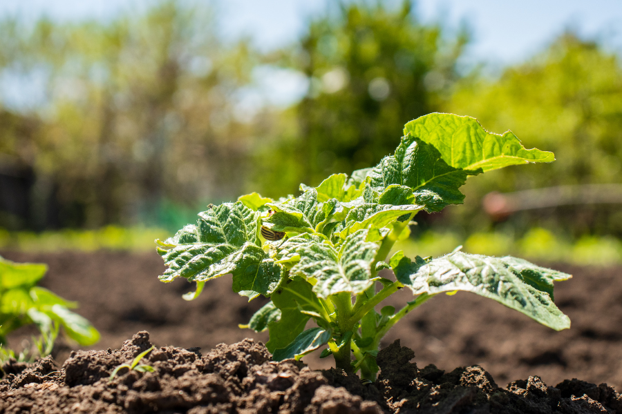 young potato plant growing in a garden bed