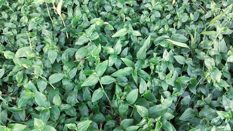 Wandering Trad Credit Elise Dando 800X451 Px LS