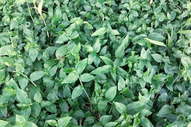 Wandering Trad Credit Elise Dando 800X451 Px LS