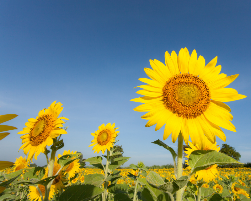 Summer Gardening Calendar