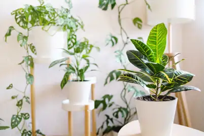 Caring for indoor plants