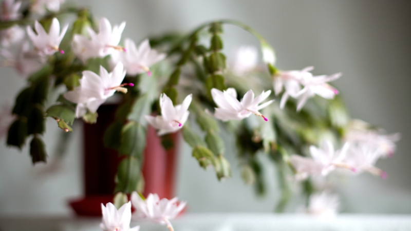White Zygocactus 800X451px