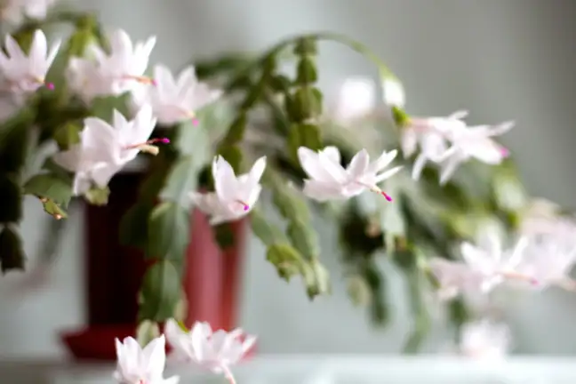 White Zygocactus 800X451px