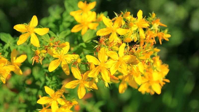 Close up of St. John's Wort in Flower with 5 petalled star shaped yellow flowers