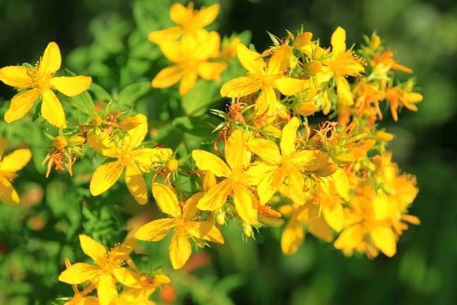 Close up of St. John's Wort in Flower with 5 petalled star shaped yellow flowers