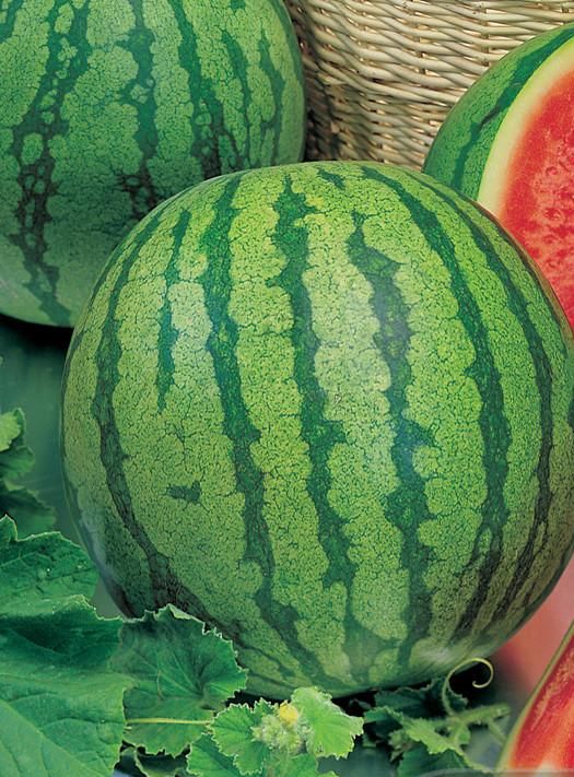 Watermelon Country Sweet Garden Seeds Yates Australia