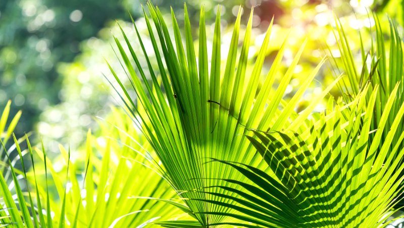 close-up of the leaves of a cabbage tree palm with light illuminating leaves