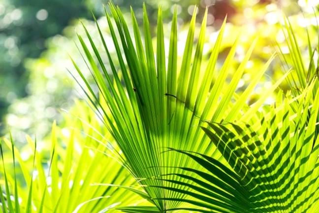 close-up of the leaves of a cabbage tree palm with light illuminating leaves