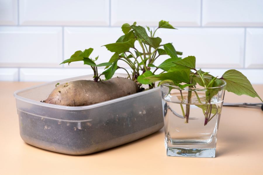 Growing sweet potato slips in a shallow container and propagating slips in water