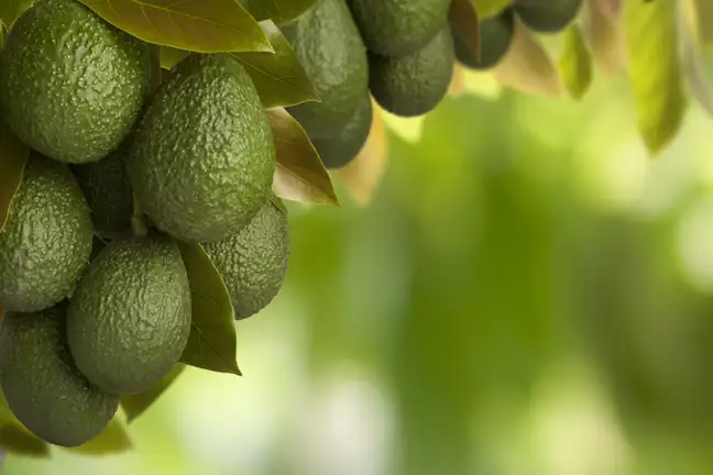 Avocado (1)