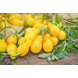 56537_Heirloom Tomato Yellow Pear_Lifestyle3.png (5)