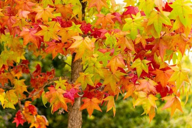 Liquidambar leaves turning brilliant shades of red, orange, yellow in autumn