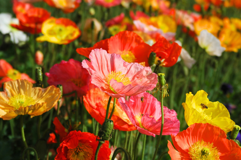 Iceland Poppies Resized For Web