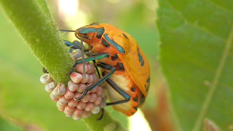 Cotton Harlequin Bug Adult On Eggs Edando
