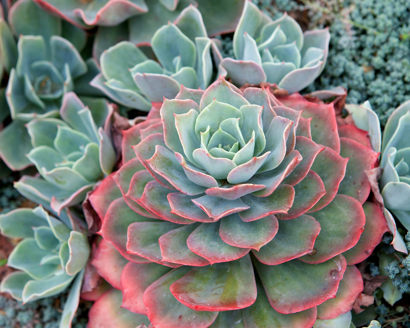 a group of echeverias with one main large "mother plant" with silver leaves and red leaf margins