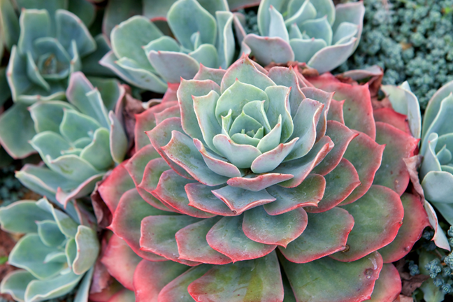 a group of echeverias with one main large "mother plant" with silver leaves and red leaf margins