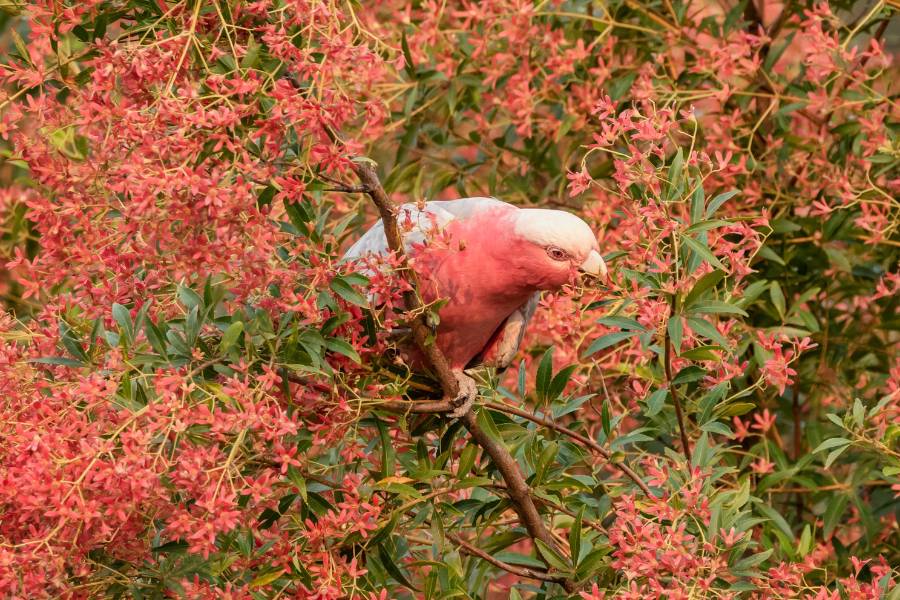 Christmas Bush Galah