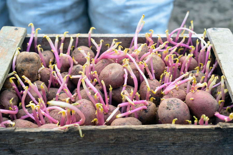 wooden crate of Potatoes that have been chitted and are ready for planting