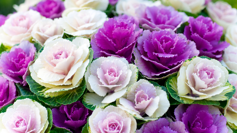 Ornamental Kale Cabbage