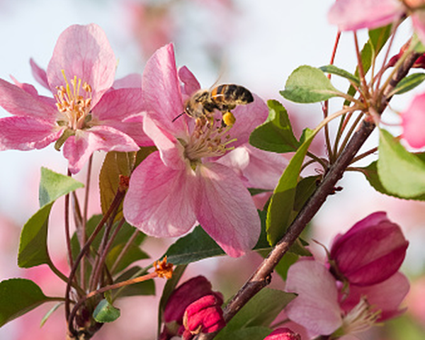 Spring Gardening