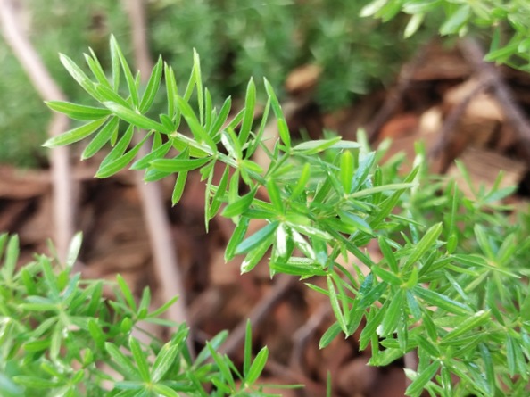 Asparagus fern