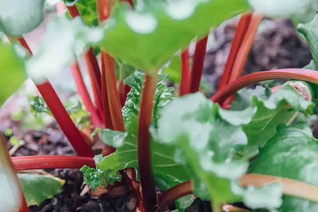 Rhubarb Thumbnail