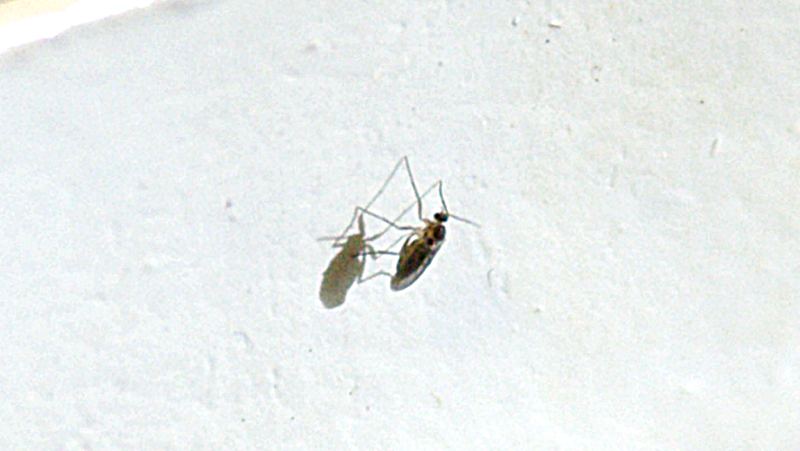 Fungus Gnat 800 451Px (1)