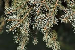 How to Grow Abies