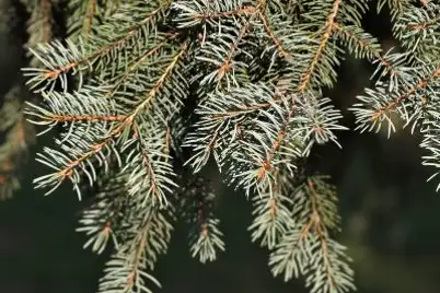 Abies