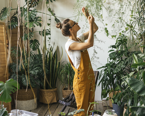 Indoor Plants