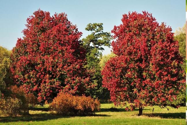 A pair of Acer rubrum 'October Glory' growing in a park