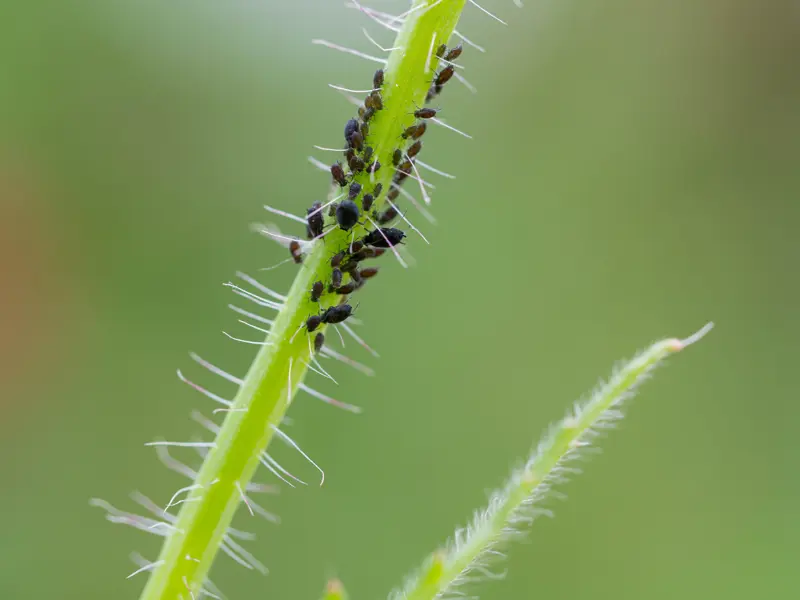 Shutterstock 2312121705 Aphids On Poppy Poppies