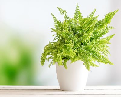 Boston Fern