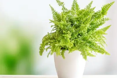 Boston Fern