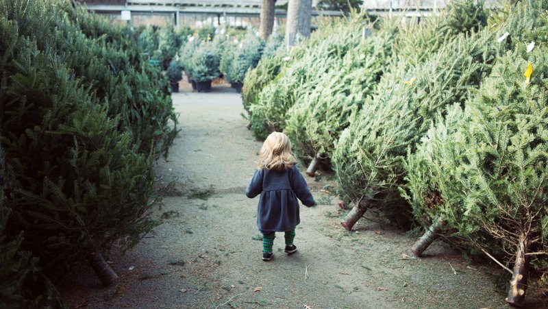 Little Girl Walking Between Cut Christmas Trees 800X451px LS