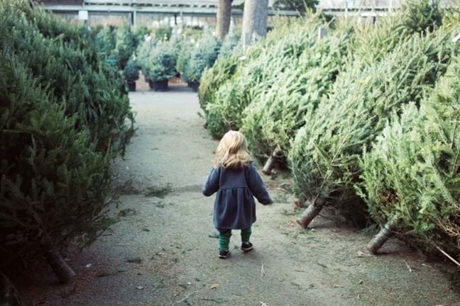 Little Girl Walking Between Cut Christmas Trees 800X451px LS